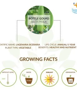 Dream Beans Corporate Vegetable Large Grow It Yourself Kit