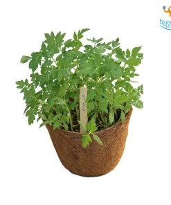 Dream Beans Corporate Vegetable Large Grow It Yourself Kit