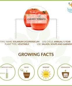 Dream Beans Corporate Vegetable Large Grow It Yourself Kit