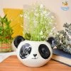 Hollyhock All Of It Panda Planter