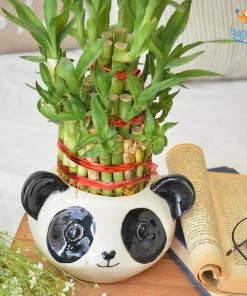 Hollyhock All Of It Panda Planter