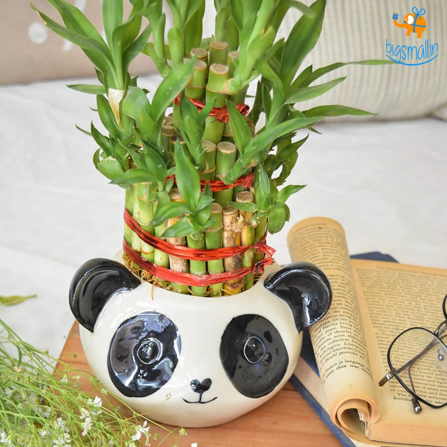 Hollyhock All Of It Panda Planter