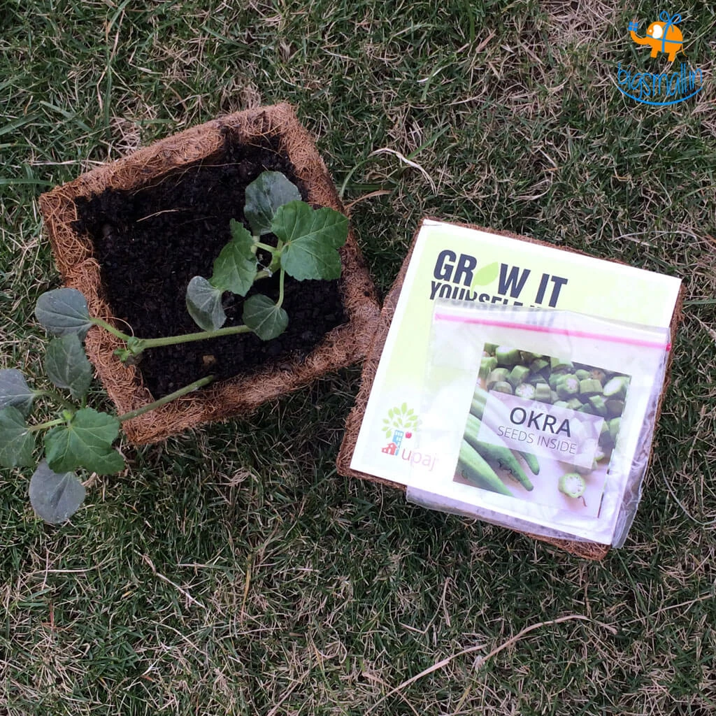 Dream Beans Grow It Yourself Kit - Pack Of 8 Corporate