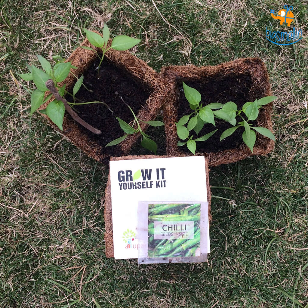 Dream Beans Grow It Yourself Kit - Pack Of 8 Corporate