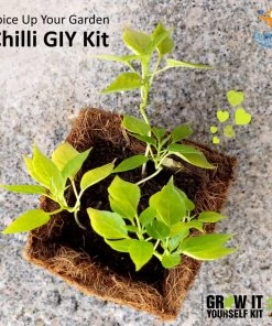 Dream Beans Grow It Yourself Kit - Pack Of 8 Corporate