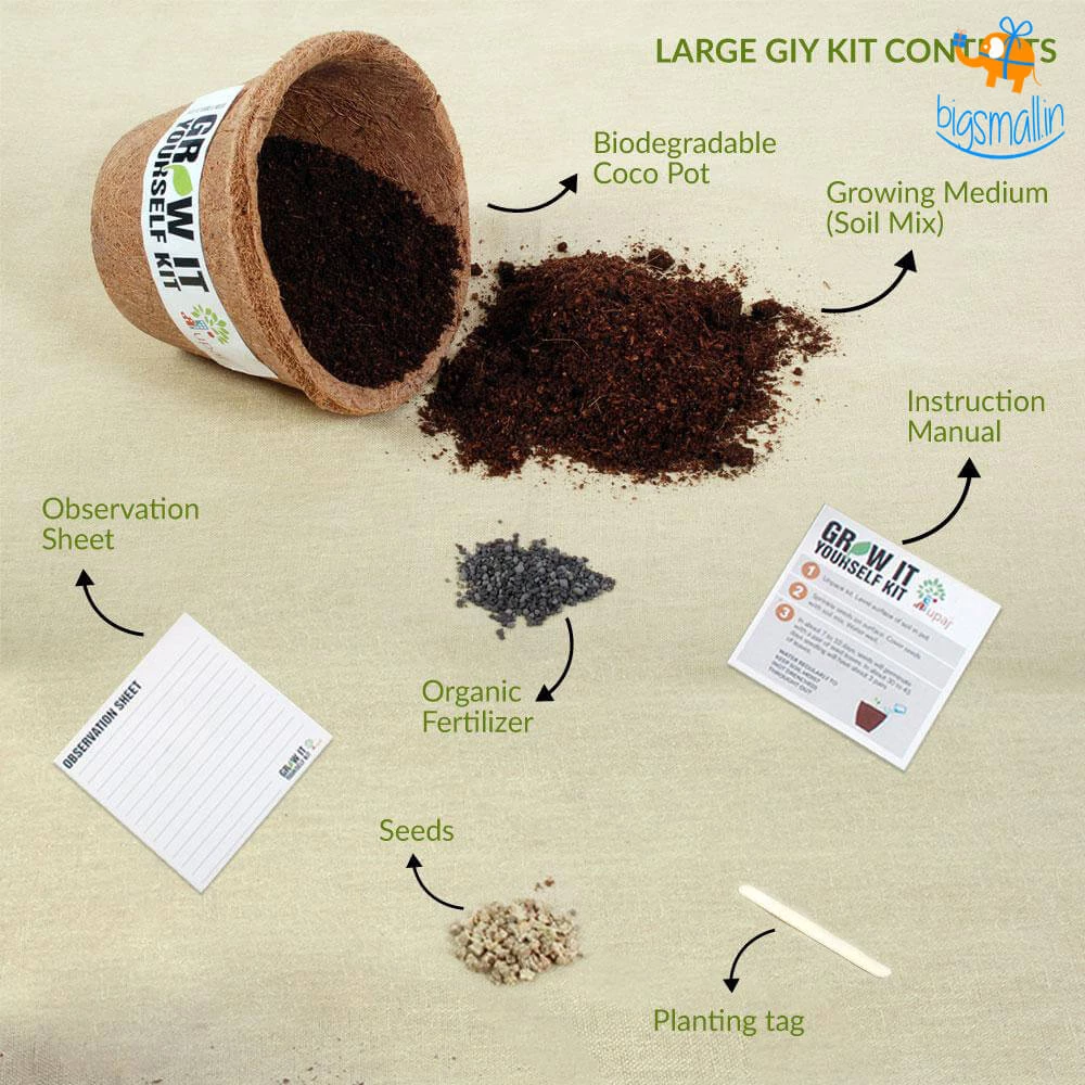 Dream Beans Grow It Yourself Kit - Pack Of 8 Corporate