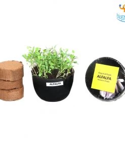 Dream Beans Corporate Grow It Yourself Kit - Microgreens