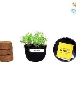 Dream Beans Corporate Grow It Yourself Kit - Microgreens