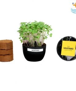 Dream Beans Corporate Grow It Yourself Kit - Microgreens