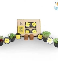 Dream Beans Corporate Grow It Yourself Kit - Microgreens