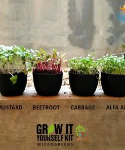 Dream Beans Corporate Grow It Yourself Kit - Microgreens