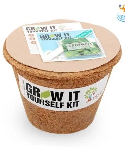 Dream Beans Corporate Vegetable Large Grow It Yourself Kit