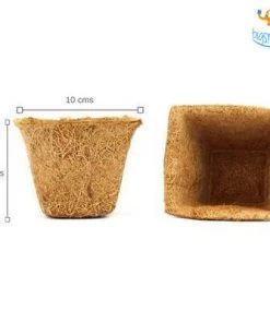 Dream Beans Grow It Yourself Kit - Vegetable Garden (Pack Of 4)