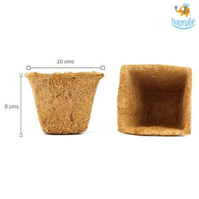 Dream Beans Grow It Yourself Kit - Vegetable Garden (Pack Of 4)